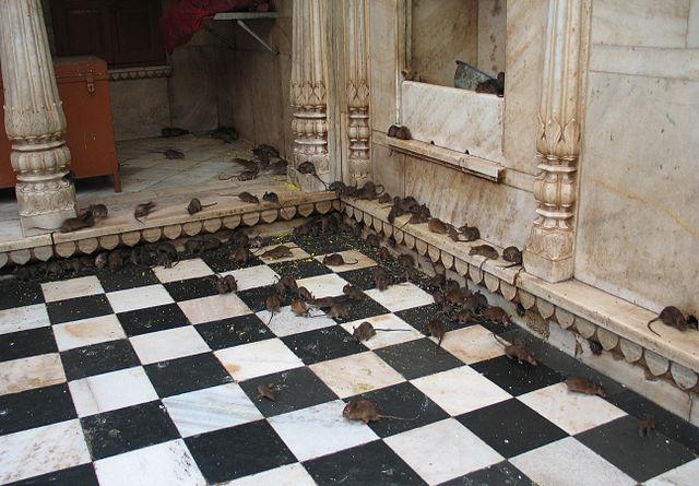 Karni_Mata_Temple