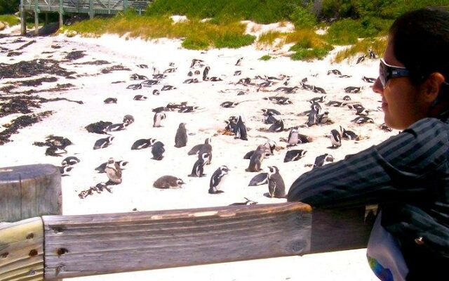 Praia dos pinguins em Cape Town
