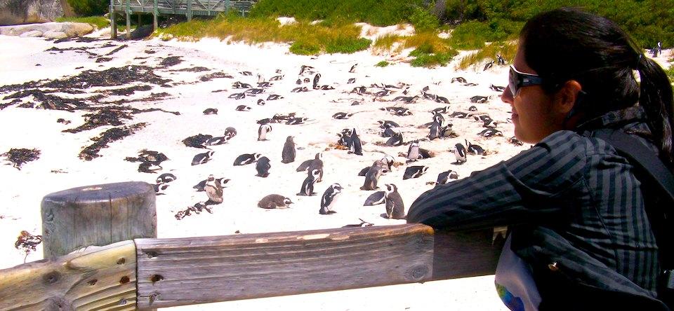Praia dos pinguins em Cape Town