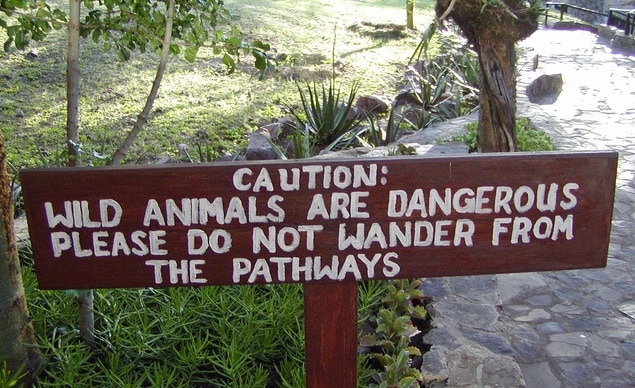 Animais na pista