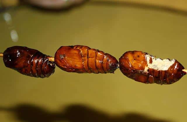 Fried-silkworm-china