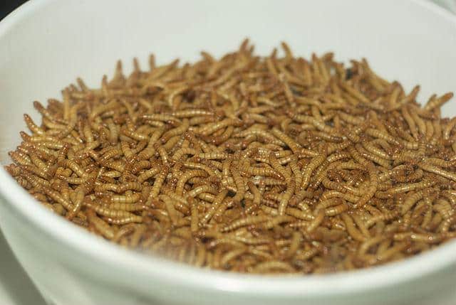 Mealworm