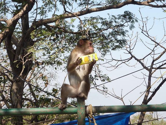 Macacos ilha da elefanta