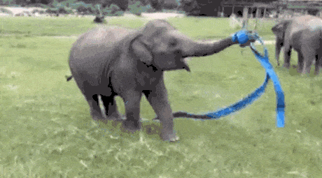 elefante com um laço