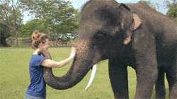 elefante dando tchau