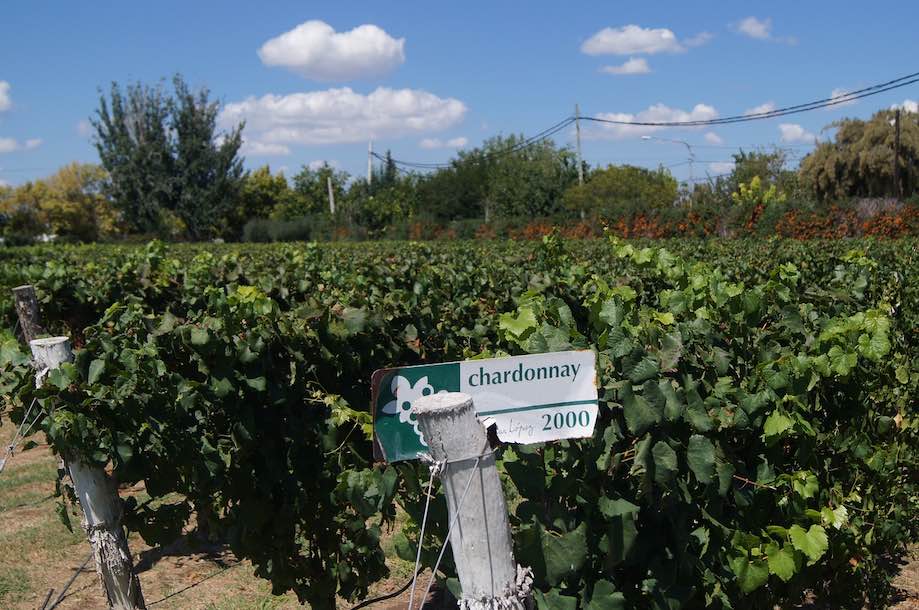 Vinícolas em Mendoza, Argentina