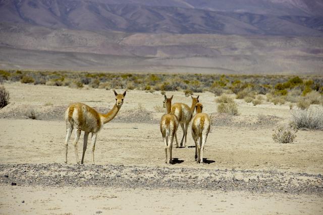 Vicunhas em Salinas Grandes - Argentina