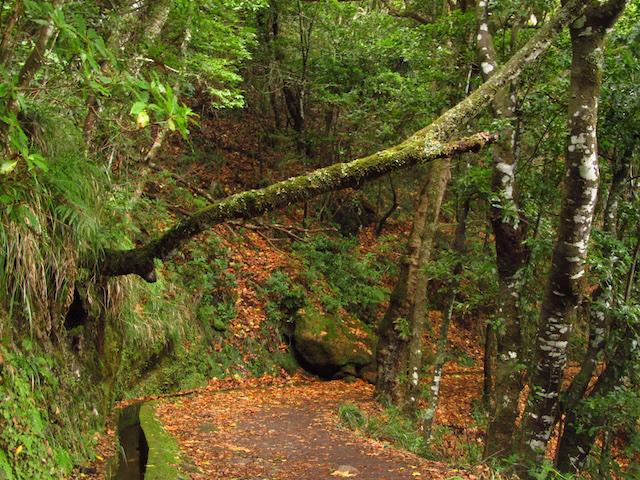 Levada da Madeira