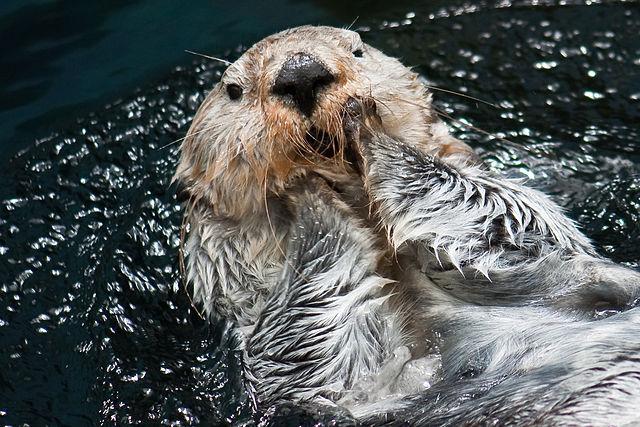 Lontra_no_Oceanário_de_Lisboa