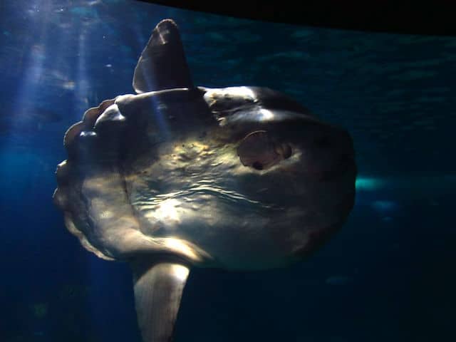 Oceanário de Lisboa peixe osso