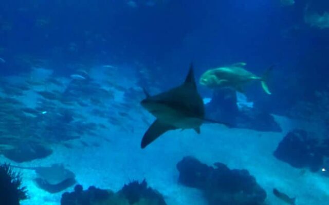 Oceanário de Lisboa tubarão