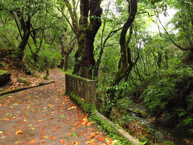 Levadas da Madeira 