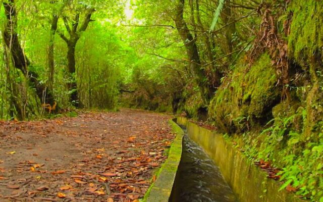levadas da madeira