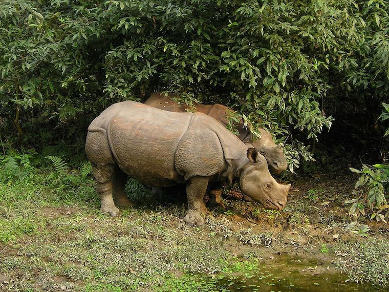 Chitwan National Park, Nepal