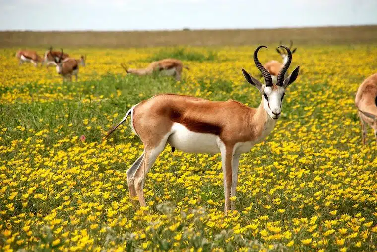 Etosha National Park, Namíbia