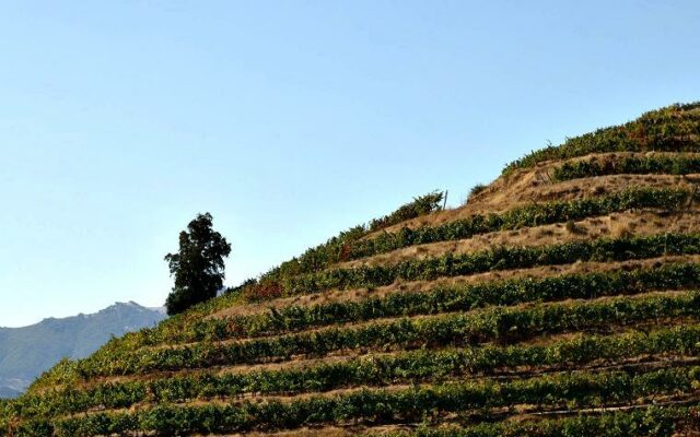 Vinícolas do Chile