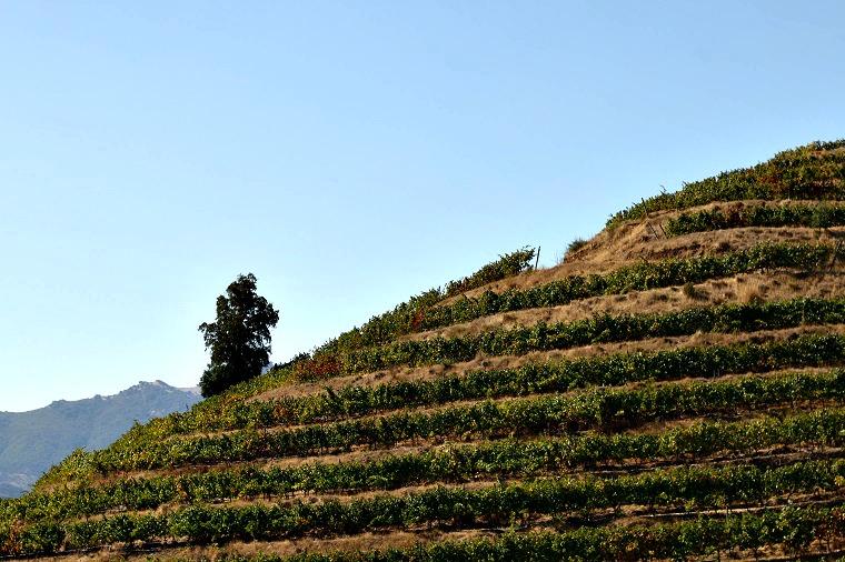 Vinícolas do Chile