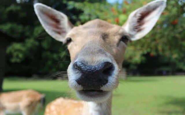 Animais selvagens