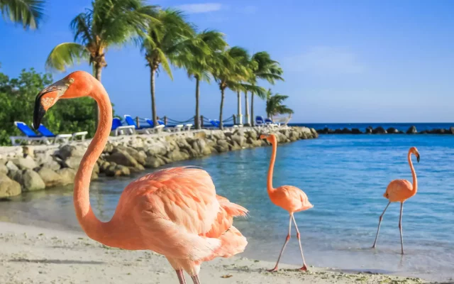 Praia com flamingos onde ficar em aruba
