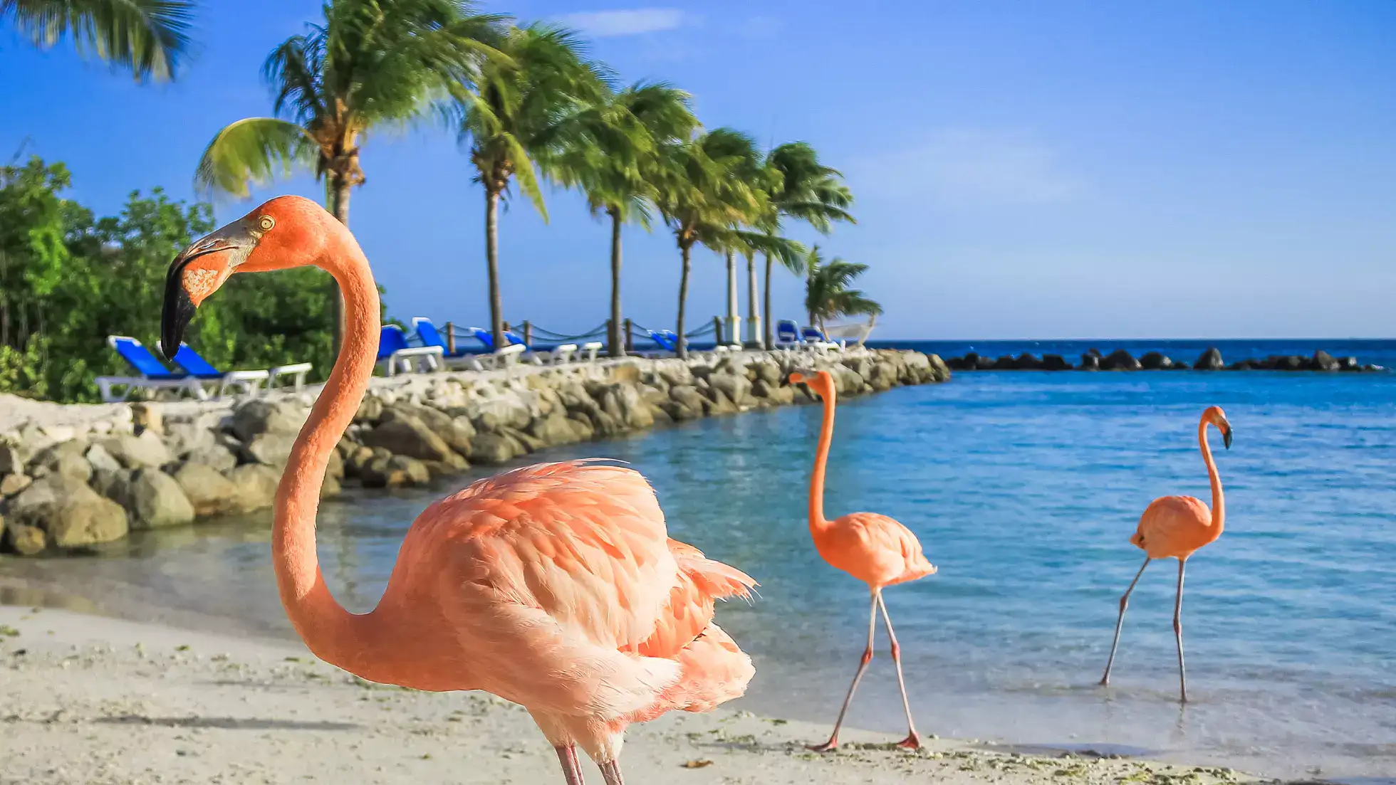 Praia com flamingos onde ficar em aruba