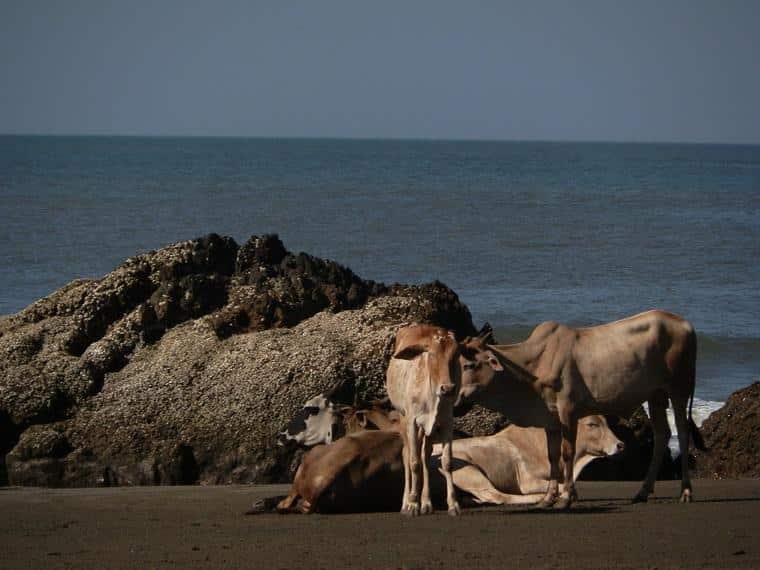 vacas na Índia