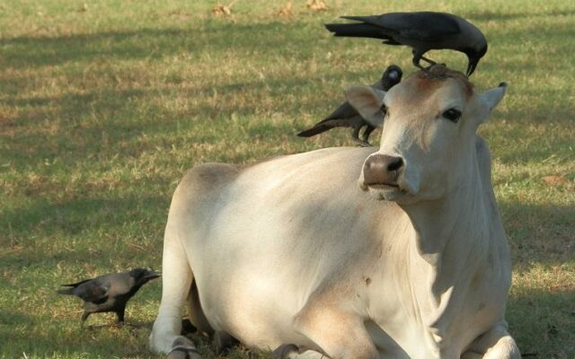vaca na Índia