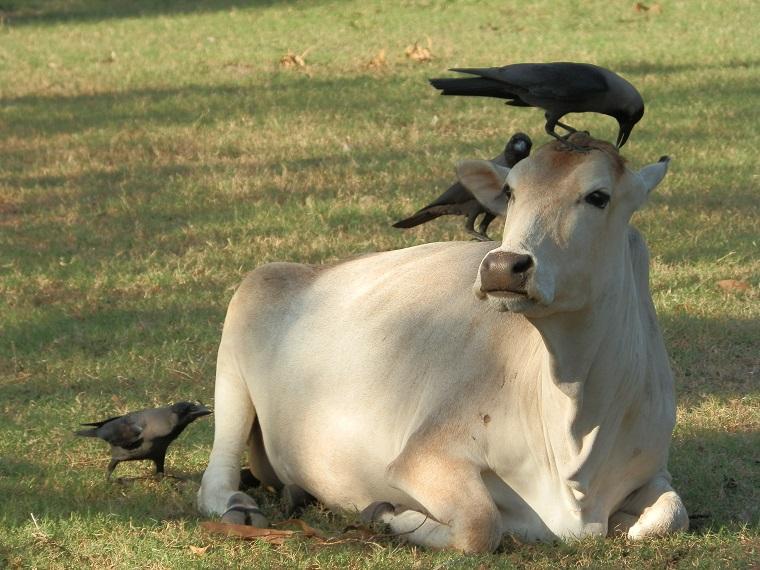 vaca na Índia