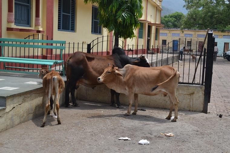 vaca é sagrada na índia?