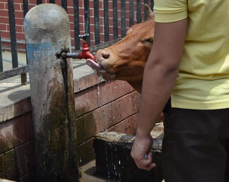 Vaca tomando água