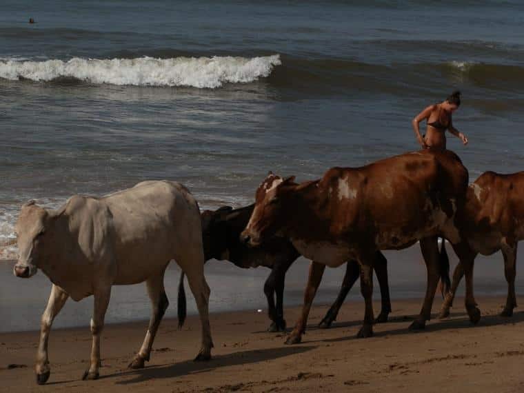 vaca sagrada na Índia