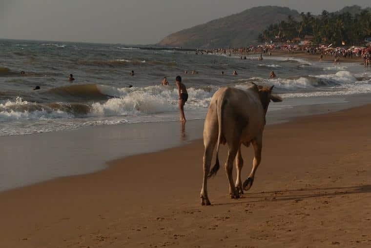 Vaca sagrada na Índia