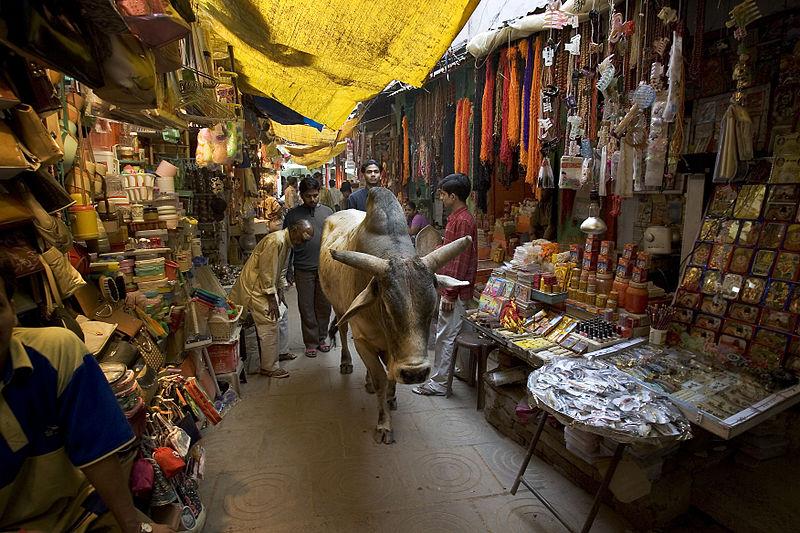 Vaca em varanasi, Índia