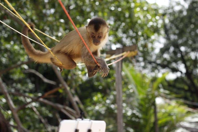 Macaco prego em vassouras