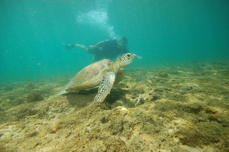 Mergulho em Fernando de Noronha