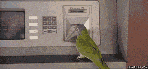 papagaio sacando dinheiro em caixa eletronico