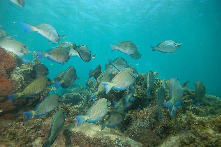 peixes vistos em snorkeling em praia