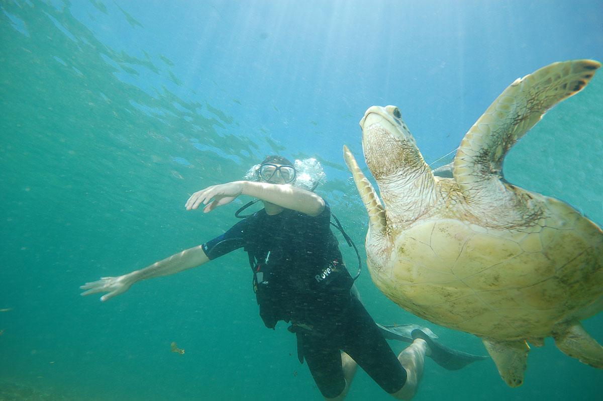 Mergulho de cilindro em noronha, com avistamento de tartaruga 