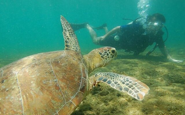 snorkeling em fernando de noronha