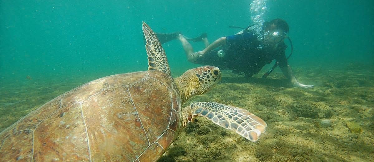 snorkeling em fernando de noronha