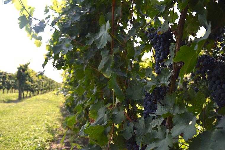 Vinicolas na lombardia bulgarini uvas