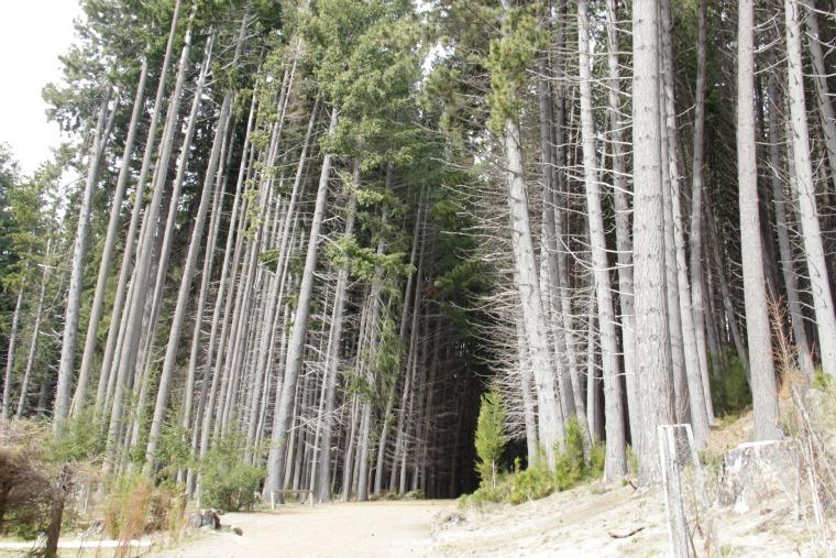 Bosque Isla Victoria