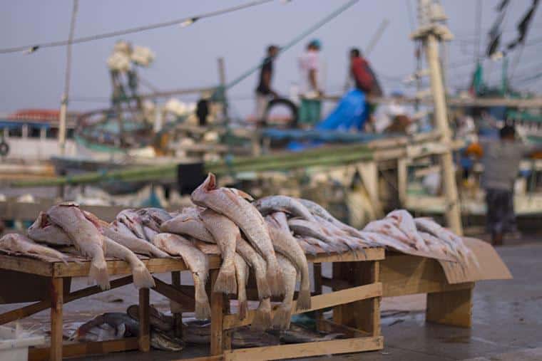 Feira de Peixe, Belém