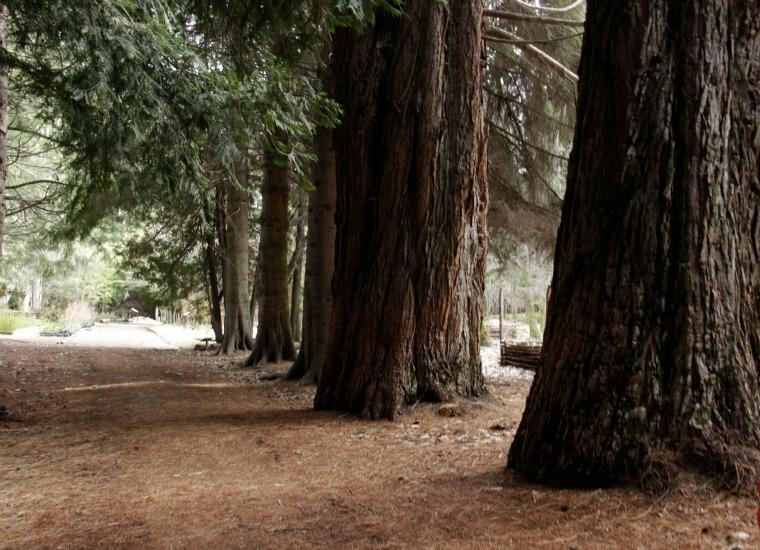 Sequoias na Isla Victoria - Bariloche