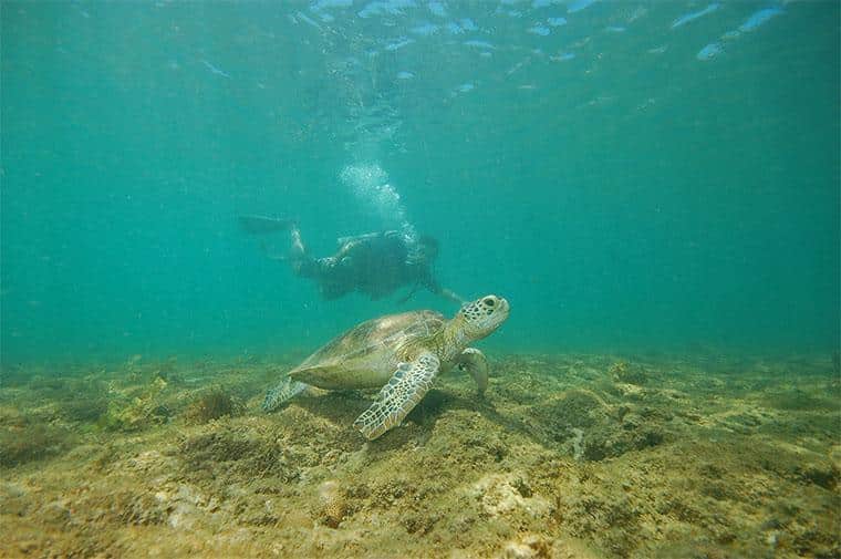 Curiosidades de Fernando de Noronha