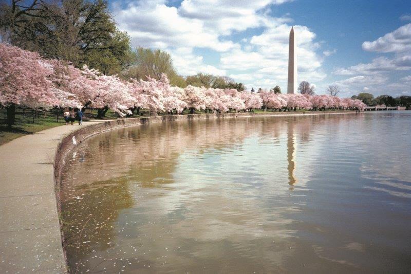 Festival de Flor de Cerejeira - Washington DC