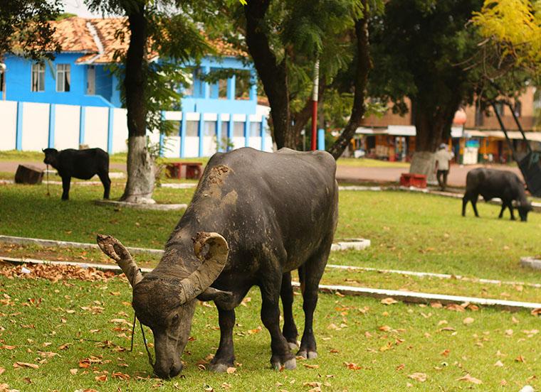 Ilha do Marajó, Pará