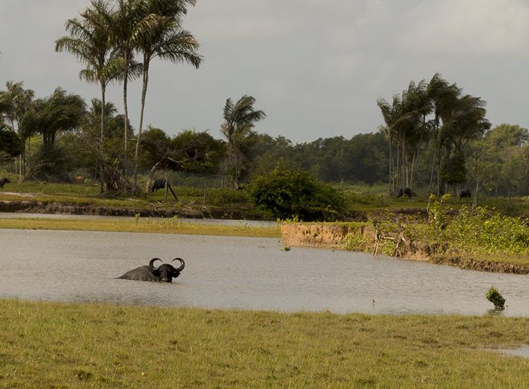 Ilha do Marajó, no Pará