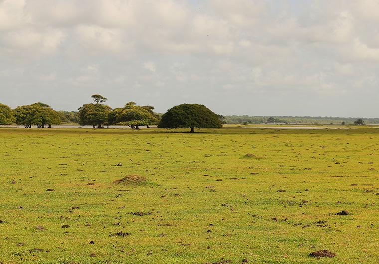 O que fazer na Ilha do Marajó