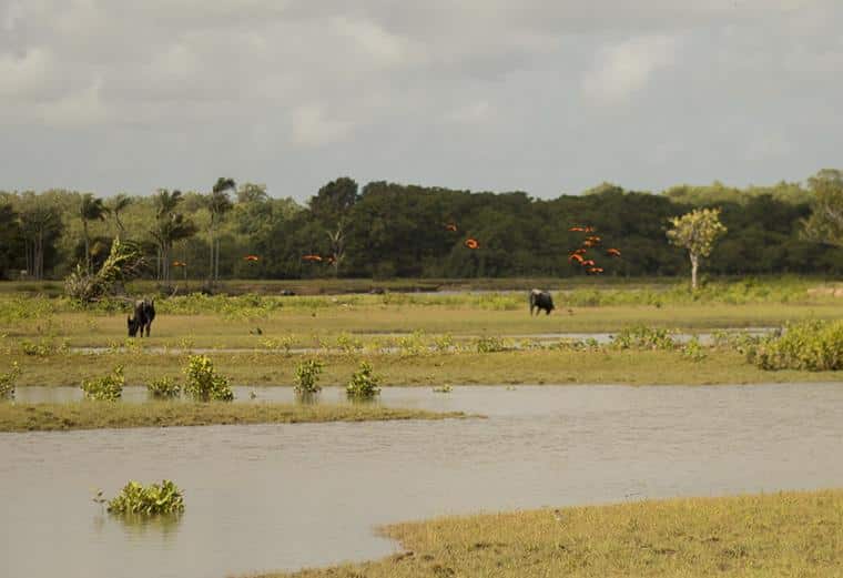 O que fazer na Ilha do Marajó