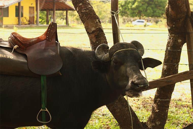 fazenda São Jerônimo